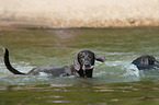 2 Weimaraner