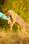 young Weimaraner