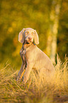 sitting Weimaraner