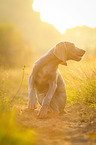 sitting Weimaraner