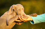 young Weimaraner