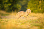 standing Weimaraner