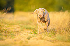 running Weimaraner