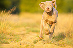 running Weimaraner