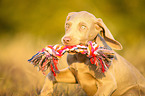 young Weimaraner