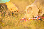 lying Weimaraner