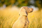 Weimaraner Portrait