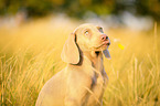Weimaraner Portrait