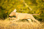 running Weimaraner