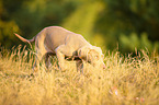 running Weimaraner