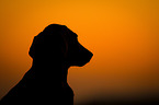 Weimaraner Portrait
