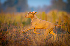 running Weimaraner