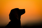 Weimaraner Portrait