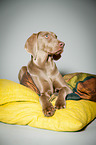 lying Weimaraner