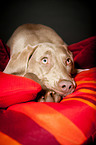 lying Weimaraner