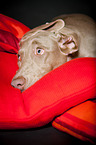 Weimaraner Portrait