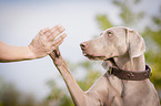 Weimaraner