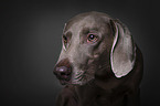 Weimaraner Portrait