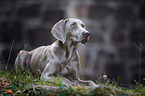 female Weimaraner