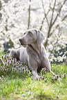 lying Weimaraner