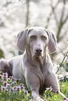 lying Weimaraner