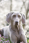Weimaraner Portrait
