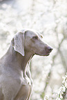 Weimaraner Portrait