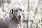 Weimaraner Portrait