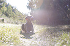 lying Weimaraner