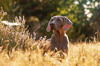 Weimaraner