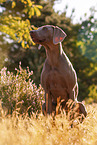 sitting Weimaraner