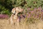 lying Weimaraner