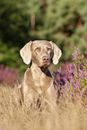 lying Weimaraner