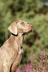 Weimaraner Portrait