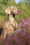 sitting Weimaraner