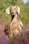 sitting Weimaraner