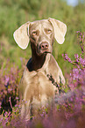 sitting Weimaraner