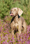 standing Weimaraner