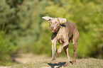 running Weimaraner