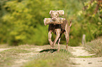 running Weimaraner