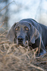 lying blue Weimaraner