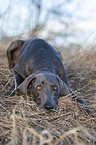 lying blue Weimaraner