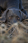 lying Weimaraner