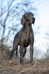 standing blue Weimaraner