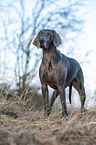 standing blue Weimaraner