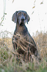 sitting blue Weimaraner