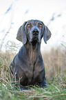 lying Weimaraner
