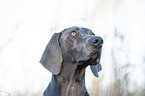 blue Weimaraner Portrait