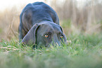 lying blue Weimaraner