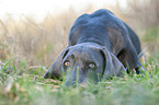 lying blue Weimaraner